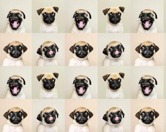 Fondo de pantalla de Pug (1920 x 1080) en formato jpg, png y SVG.