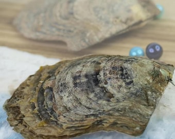 Akoya Pearl Oyster