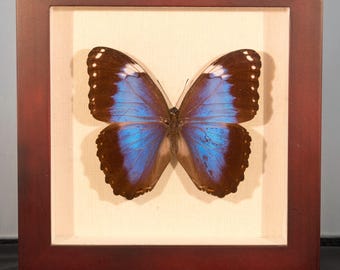 額入り巨大バイオレットモルフォ蝶の剥製 - Morpho helenor violaceus