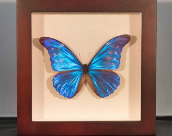 額入りオーロラモルフォ蝶、ペルー、6インチシャドーボックス - Etsy 日本