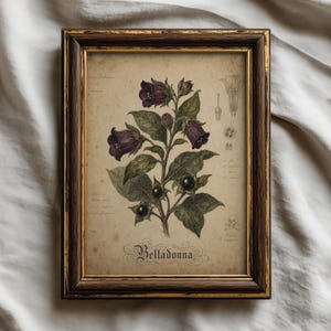 May include: A framed botanical print featuring a dark purple belladonna plant with green leaves and black berries on a beige background. The print includes scientific diagrams, handwritten-style text, a skull icon, and the word Belladonna.