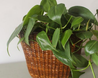 Vintage Decorative Planter Basket with Liner