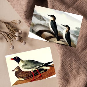 Vogel Blanko Grußkarten, 4er Set, Tierkarte, Geburtstagskarte, Dankeskarte, Vogelkunst, Wildtierkarte, Spielvogel,