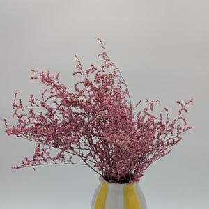 Preservierter Bund Statice Tataricum in Rosé oder Lavendel (ohne Vase) Trockenblumen