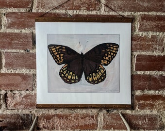 Limited Edition Spotted Butterfly Giclée Fine Art Print 1/1