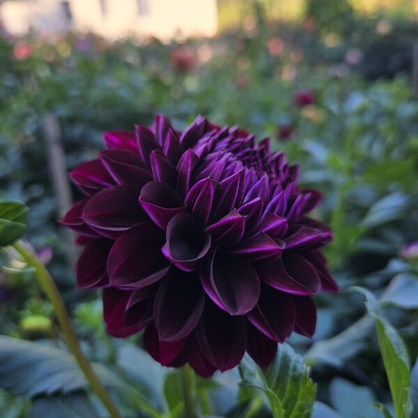 DS Doris Dahlia Tuber, 2025 Introducción, ENVÍO YA