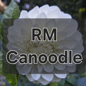 RM Canoodle Dahlia Tuber, 2025 Introduction, SHIPPING NOW With Heat Pack