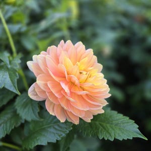 Fawn Dahlia Tuber, Waterlily, SHIPPING NOW