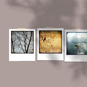 TTV Birds - 3 set Polaroids Art Prints Cartes cartes postales Cartes d’art Viewfiner oiseaux Pavots Été coloré fleurs