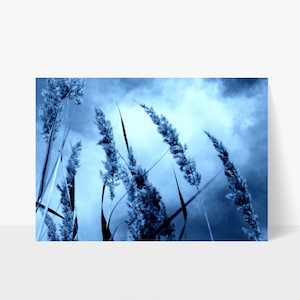 May include: A close-up of tall, blue-toned grass blowing in the wind against a cloudy sky.