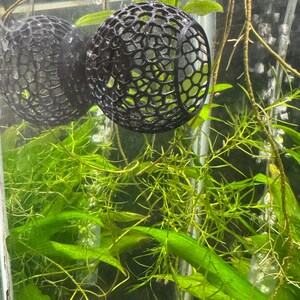 May include: Two black, spherical aquarium plant holders with a honeycomb design are suspended in a fish tank. The holders are filled with green aquatic plants. The tank also contains other green plants and clear water.