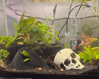 Muro de contención para acuarios: decoración de paisaje acuático con plantas