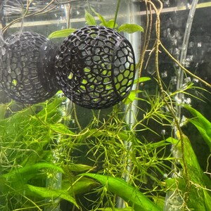 May include: Two black, spherical, open-weave aquarium plant holders suspended in a fish tank. The holders are filled with green plants. The tank also contains various green aquatic plants and a clear tube.