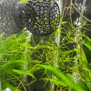 May include: Two black, spherical, open-weave aquarium decorations are suspended in water, filled with green aquatic plants. The plants have long, thin stems and bright green leaves. The background is a glass aquarium.