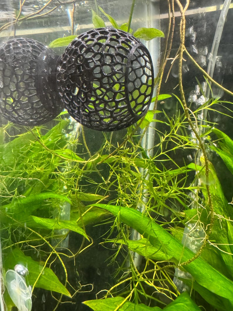 May include: Two black, spherical, open-weave aquarium decorations are suspended in water, filled with green aquatic plants. The plants have long, thin stems and bright green leaves. The background is a glass aquarium.