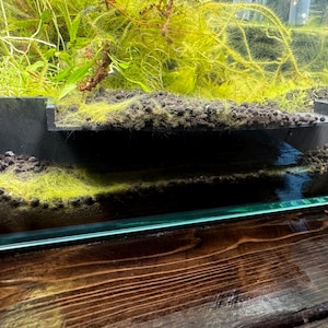 Peut inclure: Scène d'aquarium avec une structure architecturale gris foncé en forme de pont. La structure est remplie de gravier foncé et entourée de plantes aquatiques vertes vives. La scène est posée sur une surface en bois.