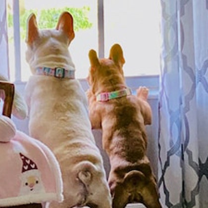 PinkysPetGear - Etsy