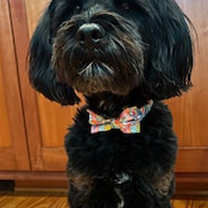 PinkysPetGear - Etsy