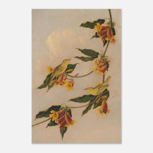 Yellow Warbler Fine Art Poster