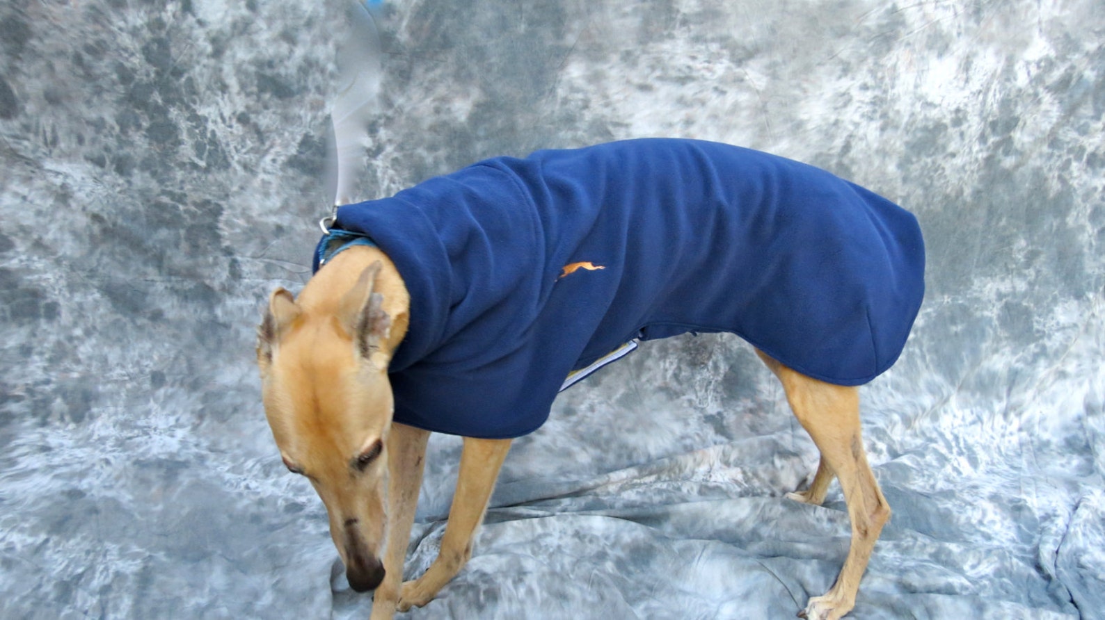 Greyhound Winter Coat Medium Female Navy Blue Etsy