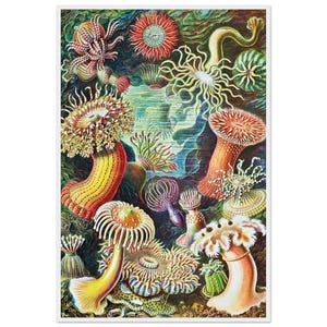 Vintage Sea Anemone Print: Ernst Haeckel Marine Biology Art