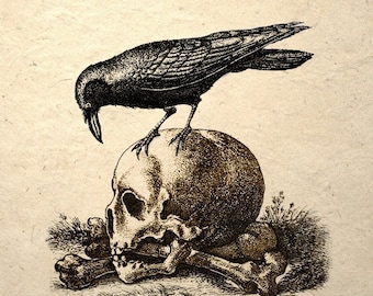 Crow On A Skull Gothic Macabre Art Print Medieval Memento Mori