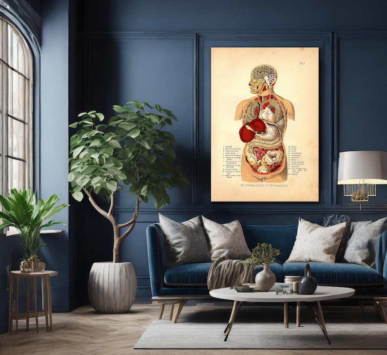 Internal Organs of the Human Body, 1905 Medical Art Print, Canvas Wall ...