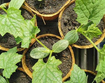 Loofah Plant - Plugs and 10cm Coir Pots Available (Ready Mid-May)