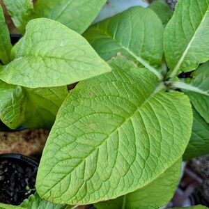 Comfrey Plant in a Biodegradable Coir Pot - 10cm or 1 Litre Pots Available (Pre-Order Ready Mid-July)
