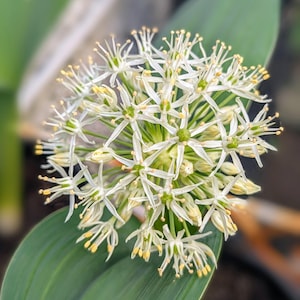 Allium karativiense 'Ivory Queen' Bulbs Pre-Order - Packs of 3, 5, 10 or 30 Bulbs