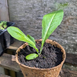 May include: A young green plant with three distinct leaves growing in a round, fibrous, light brown biodegradable pot filled with dark, moist potting soil. The plant features elongated, textured foliage with visible veins and fine hairs.