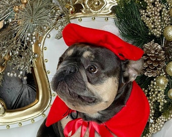 May include: A French bulldog wearing a red Santa hat and a red cape with a white pom-pom trim. The dog is sitting on a white chair with a gold trim.
