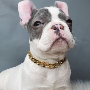 Cuban Link /Supper cute dog neck chain gold color/Jewelry  for pet / Dog collar/