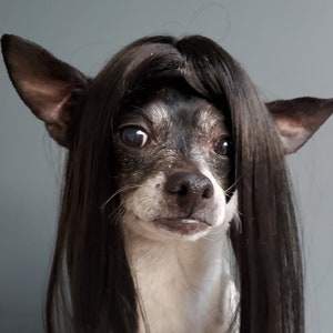 Black color  wig for dog or cat/ Halloween dog wig / Halloween costume /Dog costume/Cat costume /Dog costume /