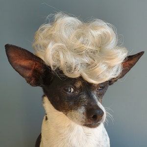 May include: A black and white chihuahua with a blonde wig. The dog is looking at the camera.