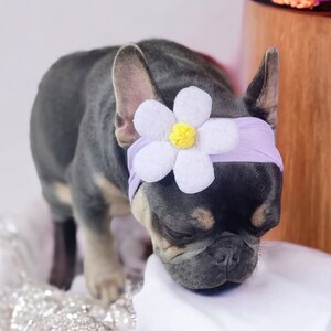 Dog Headband with Flower, Elegant Pet Accessory