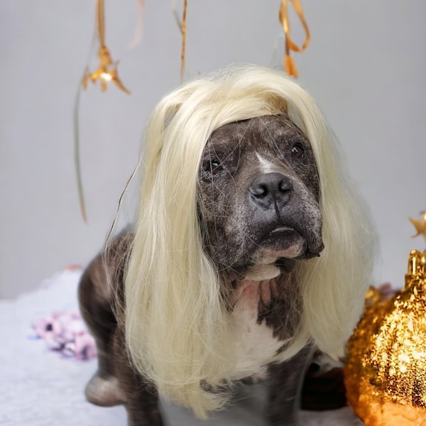 Large size blond color  wig for large dog /Halloween dog wig / Pet blond wig /Dog costume/