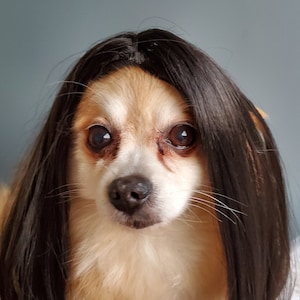 Cute pet wig black color dog or cat/Halloween dog wig/Costume dog wig /Dog costume / Cat costume / image 1