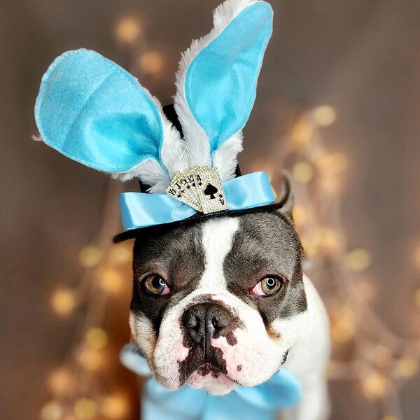 Sombrero de conejo de Pascua y juego de lazo para perro o gato / Disfraz de perro / Disfraz de Halloween para mascotas /