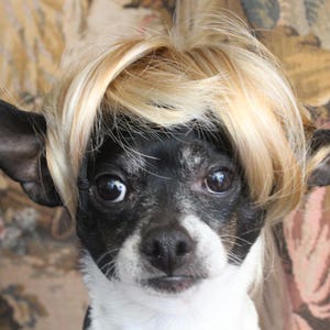 Pet blond wig for dog or cat /Halloween dog costume / Dog costume / Cat costume / image 1