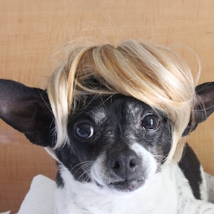 Cute pet   wig  for dog or cat / Halloween pet wig / Costume dog wig / Dog costume / Cat costume /