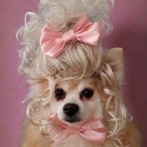 Marie Antoinette   wig blond  color  for dog or cat/ Halloween dog wig / Costume dog wig  /Cat costume /Dog costume /