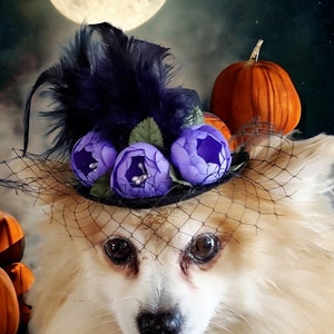 Dog hat /Halloween hat for pets/Black color   mini  hat with   feather and   flower for dog or cat