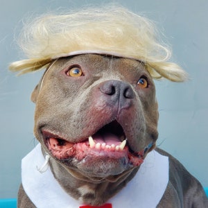 Donald Trump Pet   set wig and red color   neck tie  for dog or large animals/Dog costume/
