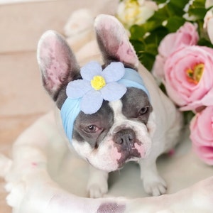 Headband  for dog or cat /headband for dogs/Pet gift/