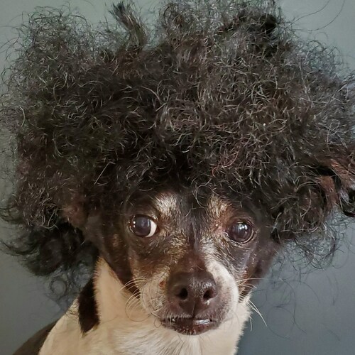 black wig for dog