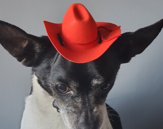 Cappello Da Cowboy Per Gatti Con Sciarpa Rossa - Costume Completo Per Animali Domestici, Accessorio Per Feste A Tema