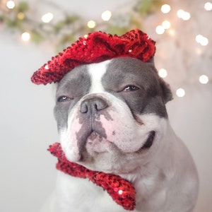 Set listing /Beret  hat   for dog or cat /Hat for dogs/Beret for dogs /