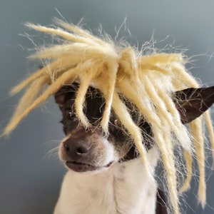 May include: A small, black and white dog wearing a blonde dreadlock wig. The dog is looking to the left of the frame.