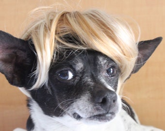 Cute pet   wig  for dog or cat / Dog costume / Cat costume /Pet costume